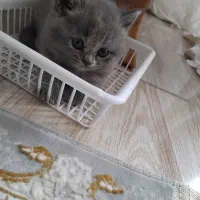گربه|گربه|اردبیل, |دیوار