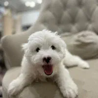 واگذاری سگ شیتزو تریر 9ماهه شناسنامه دار