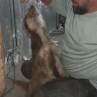 سگ خونگی بازیگوش