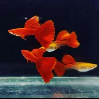 کار راحتوکمهزینه میخوای خب آموزش پرورش ماهی زینتی