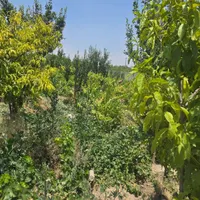باغ و باغچه ۳۵۵ متری/سندتکبرگ/مجوزدار