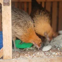 جوجه مرغ وجوجه خروس سه ماهه|حیوانات مزرعه|یزد, |دیوار