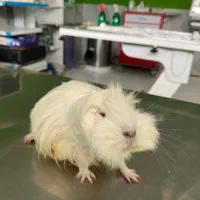 دکتر دامپزشک در محل(دارای مهر دامپزشکی)