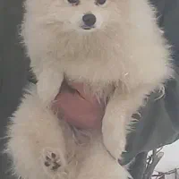 فروش سگ پامرین