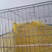 مرغ عشق مولد|پرنده|تفت, |دیوار