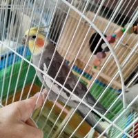 یک جفت عروس هلندی جوان و رام، نر سخنگو|پرنده|بندر انزلی, پاسداران|دیوار