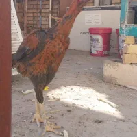 خروس لاری|حیوانات مزرعه|تربت جام, شاد|دیوار