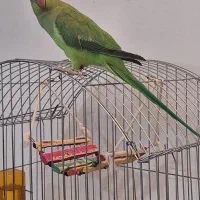 طوطی ملنگو سخن گو