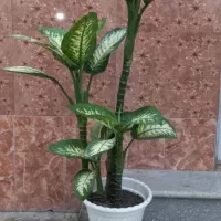 گل دیفن باخیا