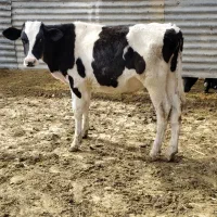 گاو گوساله نر هولشتاین