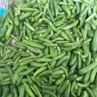 خیار خیار شوری ریز و  جا نوشابه ای و نول ودرشت|خوردنی و آشامیدنی|قروه, |دیوار