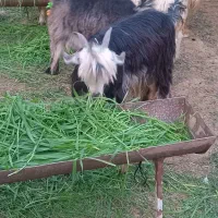 تیشتر ماده ترکی