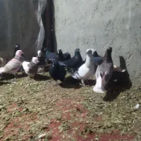 کبوتر 14عددهمه پرشی