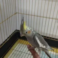 عروس هلندی نر دستی