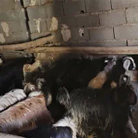 کهره نر و ماده|حیوانات مزرعه|لردگان, |دیوار