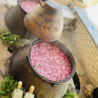 گلاب و عرقیجات درجه یک|خوردنی و آشامیدنی|تهران, گلستان (شهرک راه آهن)|دیوار