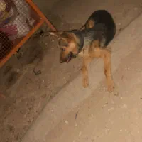 فروش ژرمن ورک|سگ|استهبان, |دیوار