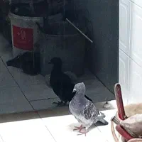 کفتر