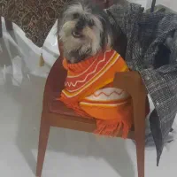 سگ شیتزو تریر