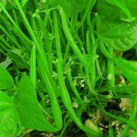 پلاستیک نایلون پنج متری بیار خیار زمینی و لوبیا
