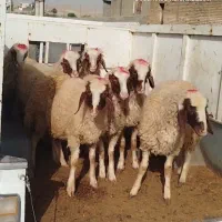 ۷ عدد کاور ماده سنجابی .