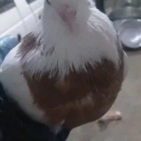 کبوتر|پرنده|جوکار, |دیوار