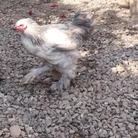 کوشین وچهل تاج|حیوانات مزرعه|رشت, فخب|دیوار