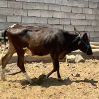 گاو ماده جنس