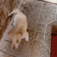 سگ پا کوتاه|سگ|تهران, اباذر|دیوار