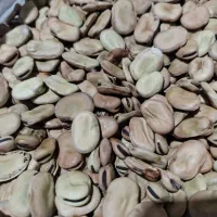 باقلی مازندرانی خشک محلی برای کاشت|خوردنی و آشامیدنی|رشت, هلال احمر|دیوار