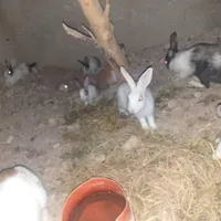 خروش نرو ماده سالم و سرحال
