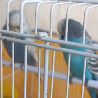 مرغ عشق انگلیسی