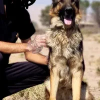 واگذاری سگ ژرمن ورک اصیل نگهبان|سگ|کرمان, |دیوار