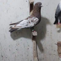 مخمل . سینه.|پرنده|شیراز, زند|دیوار