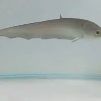 ماهی خاص نایف آفریقایی