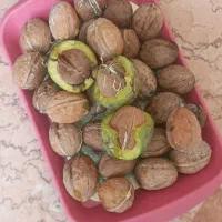 گردوی محلی تازه چین از مناطق ییلاقی رانکوه املش