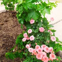 اجاره سوئیت با پارکینگ و حیاط فقط شبی ۵۰۰|اجارهٔ کوتاه‌مدت آپارتمان و سوئیت|خوانسار, |دیوار