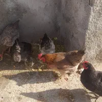 ۴ عدد مرغ|حیوانات مزرعه|سیلاخور, |دیوار