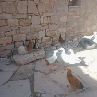 سلام ی عدد غاز