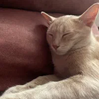 واگذاری رایگان گربه نر نژاد dsh