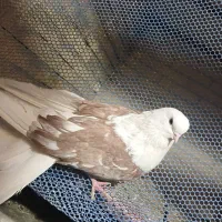 کبوتر دوکت تهرانی