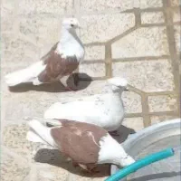 دوتا کبوتر گمشده