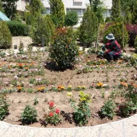 امور باغبانی|خدمات باغبانی و درختکاری|چهارباغ, |دیوار