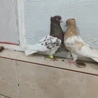 کله ای|پرنده|اهواز, شهرک رزمندگان|دیوار