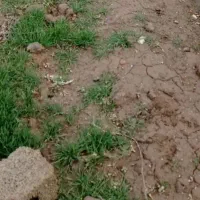 زمین-گلمغان