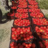 گوجه گوشتی قوچان وآبگیری