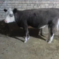 گوساله ماده سمنتال درجه یک نژاد دار 11ماه هست