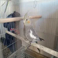 عروس هلندی مولد|پرنده|زنجان, |دیوار