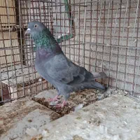 کبوتر پرشی|پرنده|بندرعباس, |دیوار