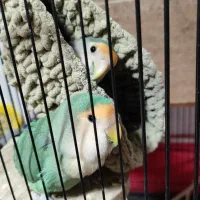 کوتوله برزیلی نروماده